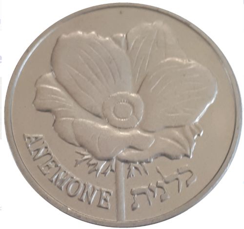 Medal Hyrax And Anemone